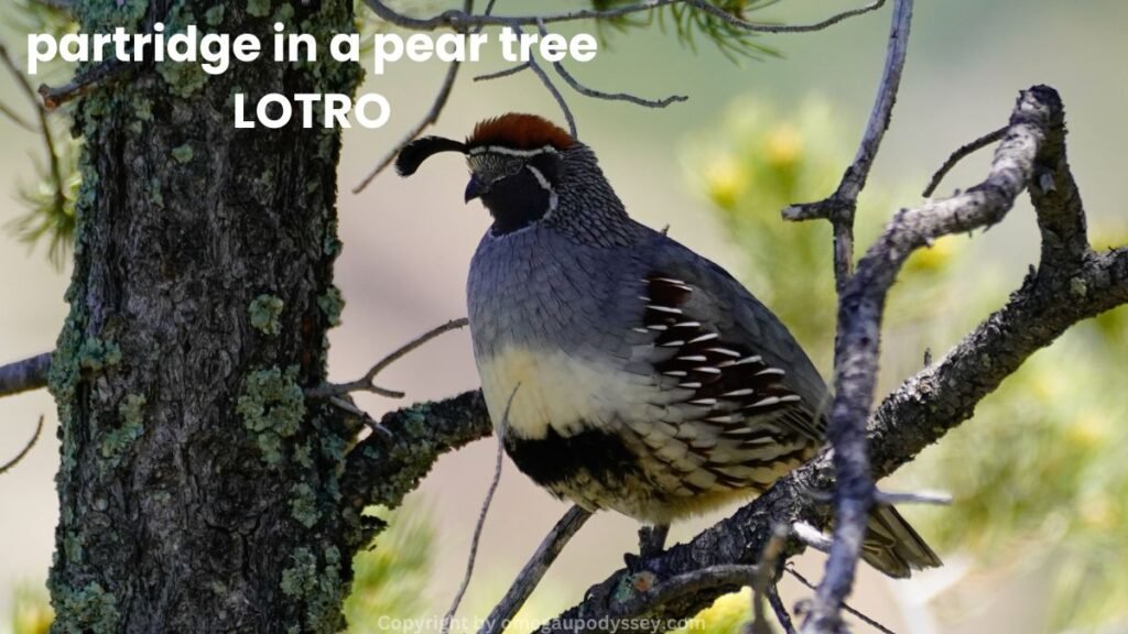 partridge in a pear tree LOTRO