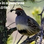 partridge in a pear tree LOTRO